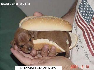 animale domestice hot-dog sau simple dog???