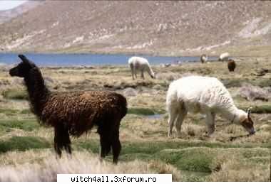 animale salbatice