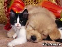 super poze animale domestice