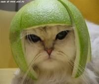 exact animale haioase