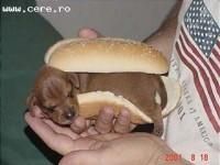 animale haioase asta