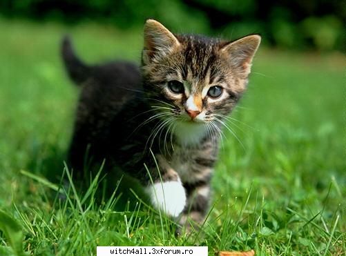 animale domestice seby name