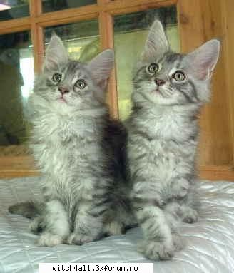 animale domestice puneti aici poze despre ele!(muuu) --||Witch in Luv||--