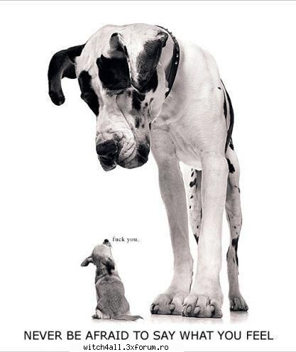animale domestice rocker013 sau seby shti cumva inseamna mesajul poza aceea jos sus)