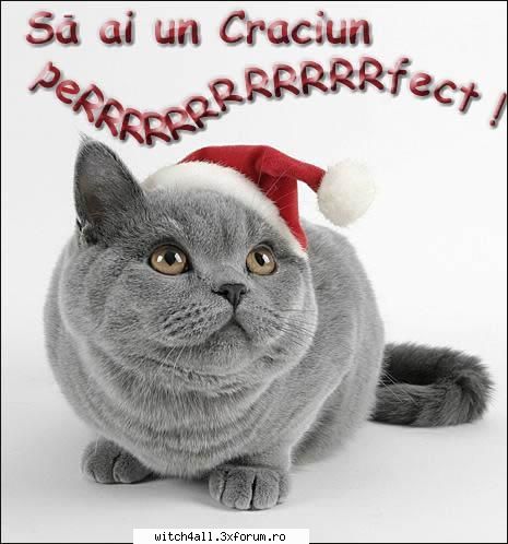 animale domestice pussy stii uil omor --||Witch in Luv||--