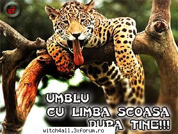 animale salbatice sall all