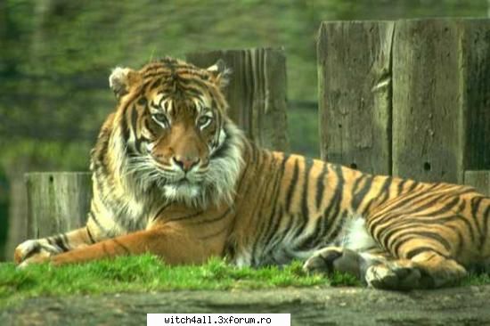 animale salbatice sal d_witch23 --||Witch in Luv||--