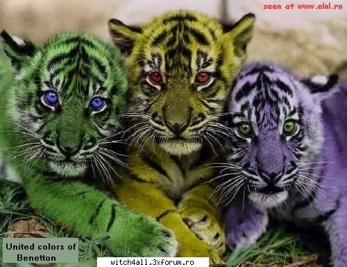 animale salbatice astea-s cool