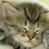 Avatare si animatzii - Will - .::Others::.